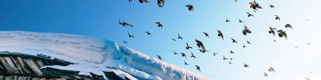 Etwa fünfzig Vögel fliegen überm schneebedeckten Dach eines Holzhauses in den hellen Himmel